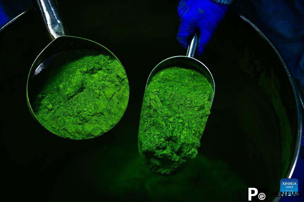 A glimpse of matcha industry in Jiangkou County, China