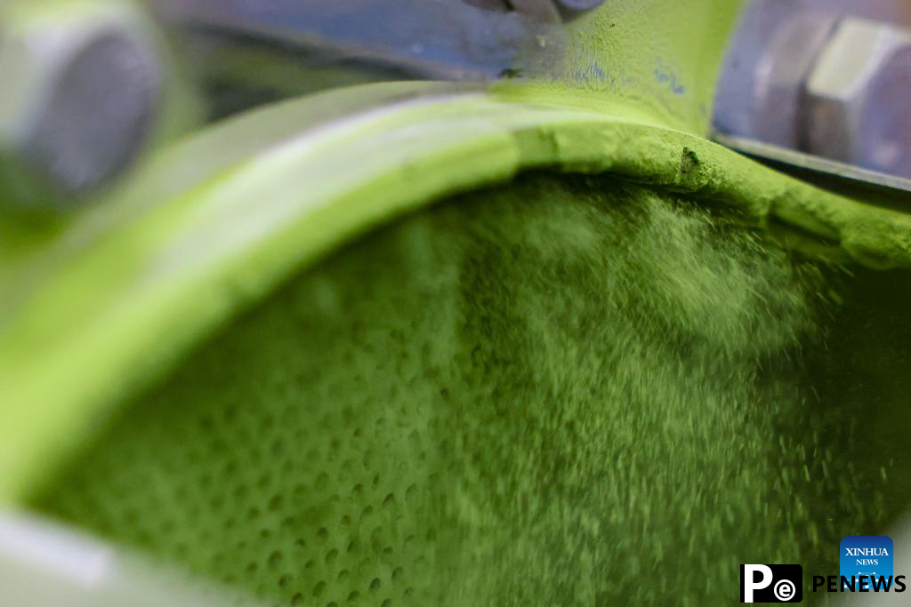 A glimpse of matcha industry in Jiangkou County, China