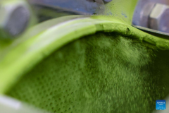 A glimpse of matcha industry in Jiangkou County, China's Guizhou