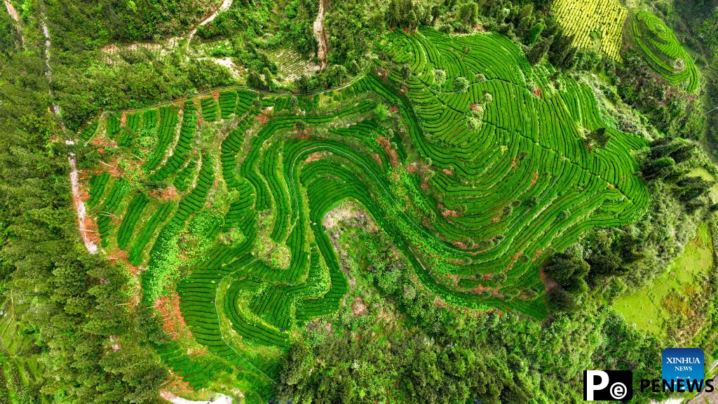 A glimpse of matcha industry in Jiangkou County, China
