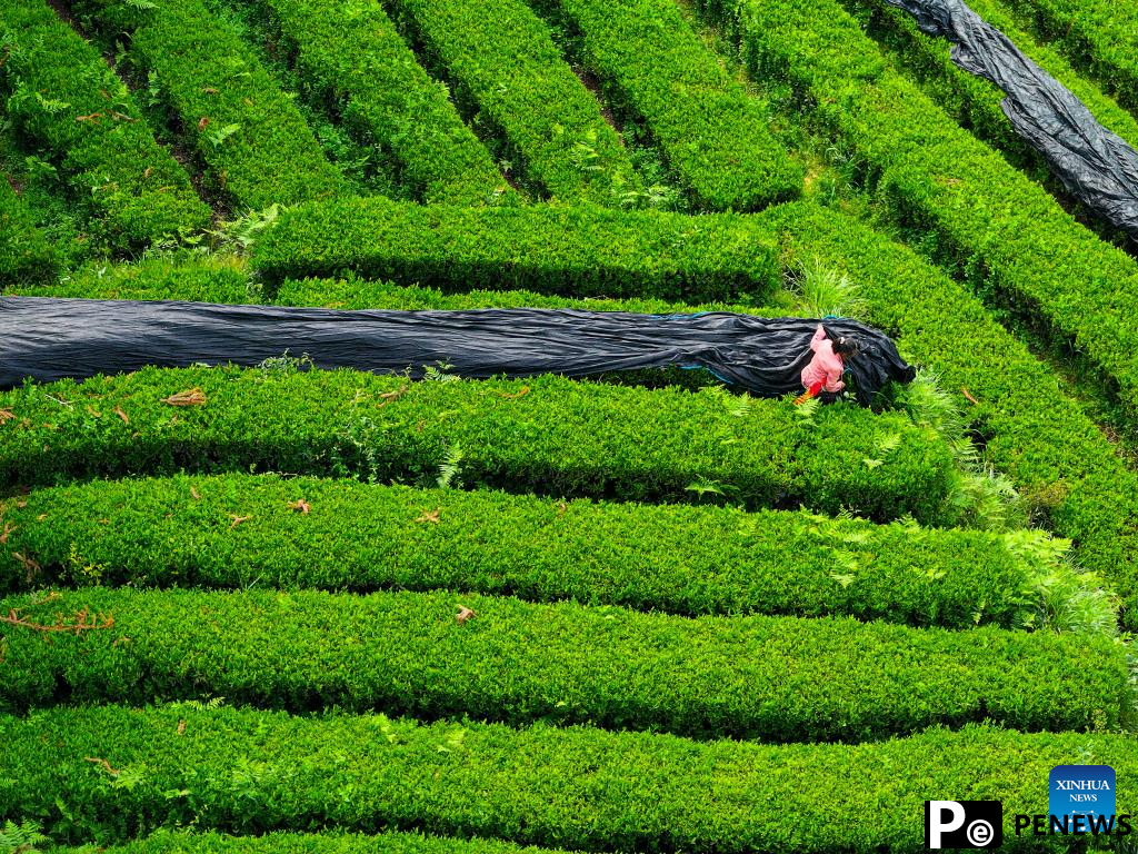 A glimpse of matcha industry in Jiangkou County, China