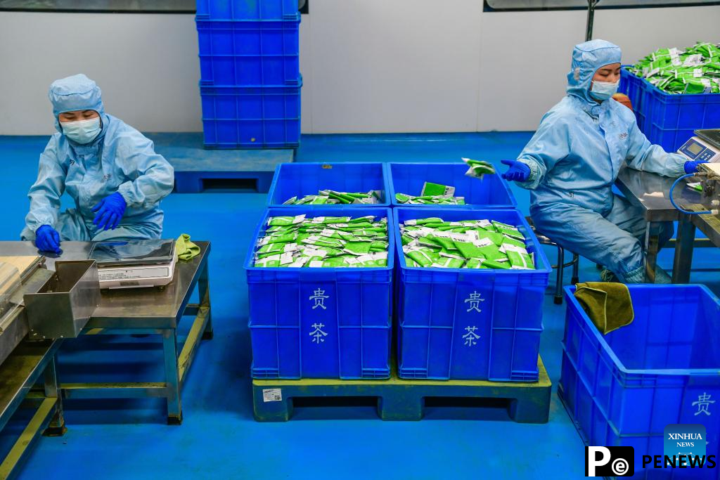 A glimpse of matcha industry in Jiangkou County, China