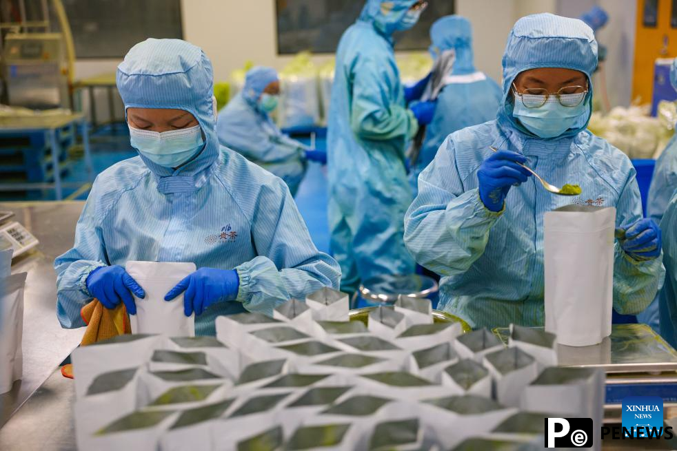 A glimpse of matcha industry in Jiangkou County, China