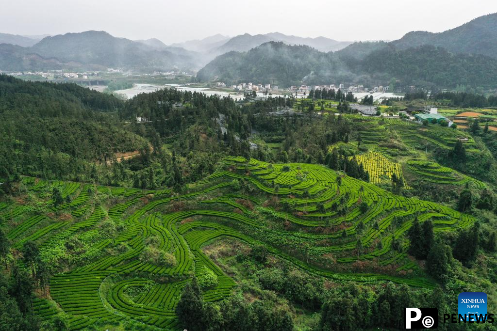 A glimpse of matcha industry in Jiangkou County, China