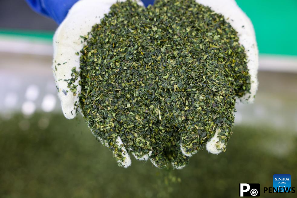 A glimpse of matcha industry in Jiangkou County, China