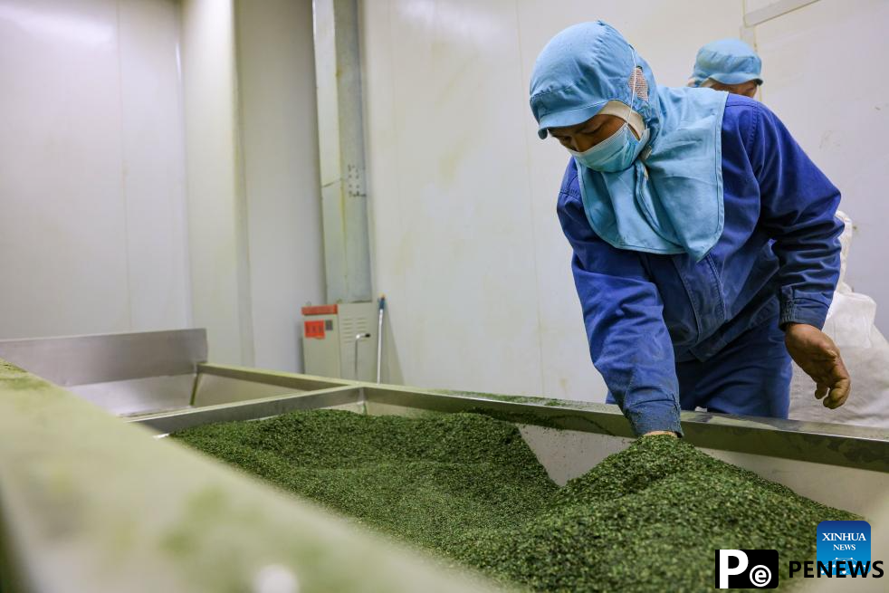 A glimpse of matcha industry in Jiangkou County, China