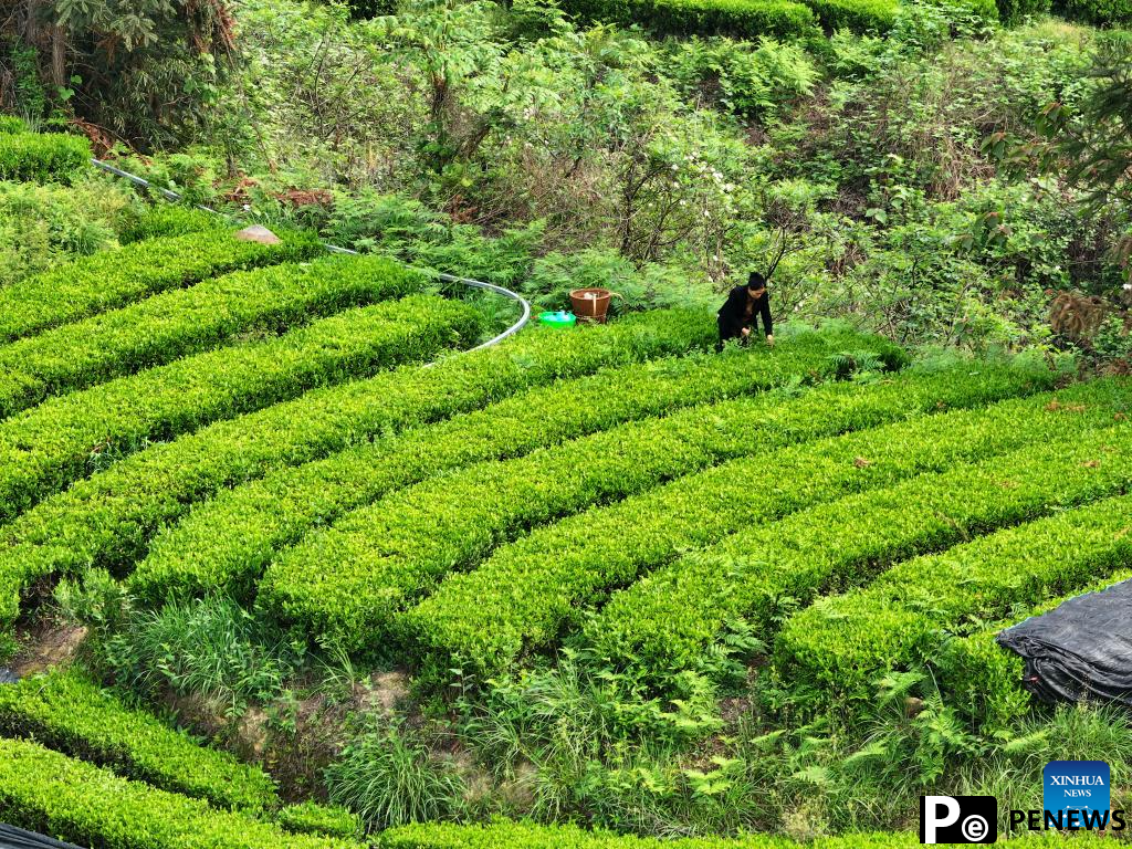 A glimpse of matcha industry in Jiangkou County, China