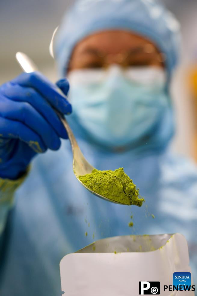 A glimpse of matcha industry in Jiangkou County, China