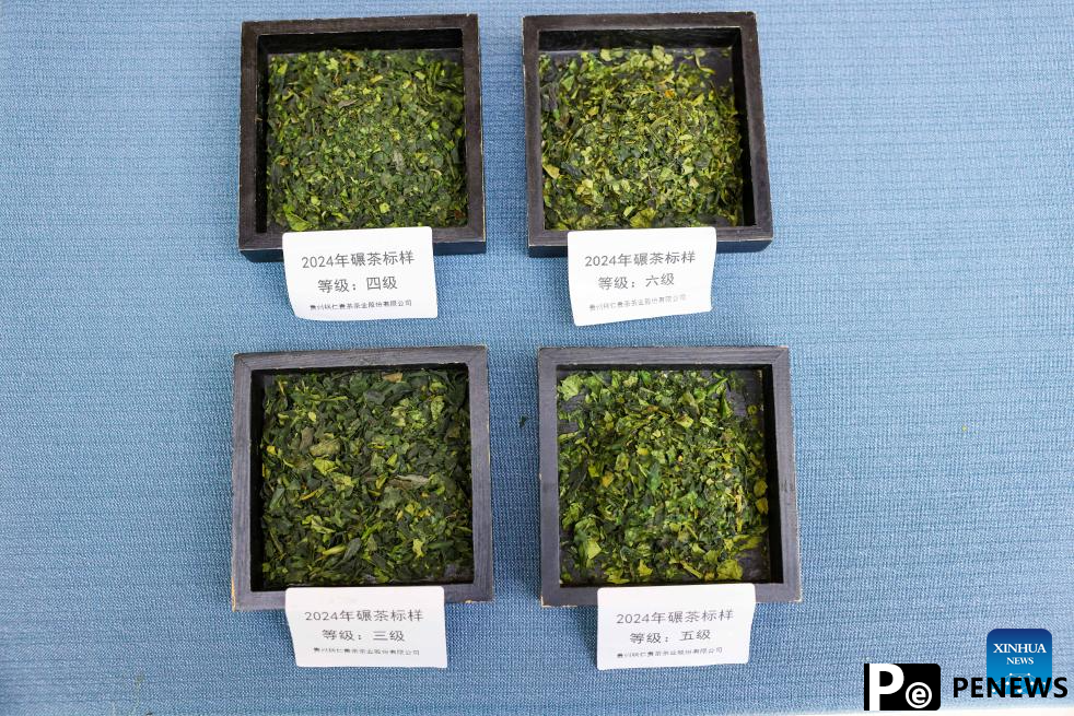 A glimpse of matcha industry in Jiangkou County, China
