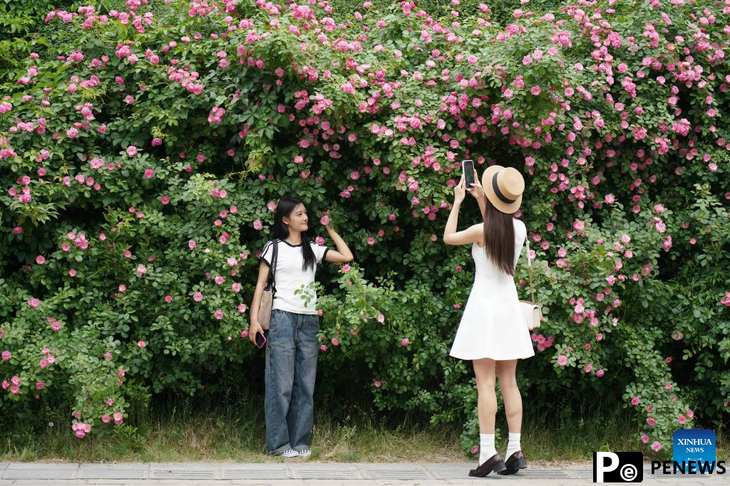 People enjoy spring blossoms in Xi