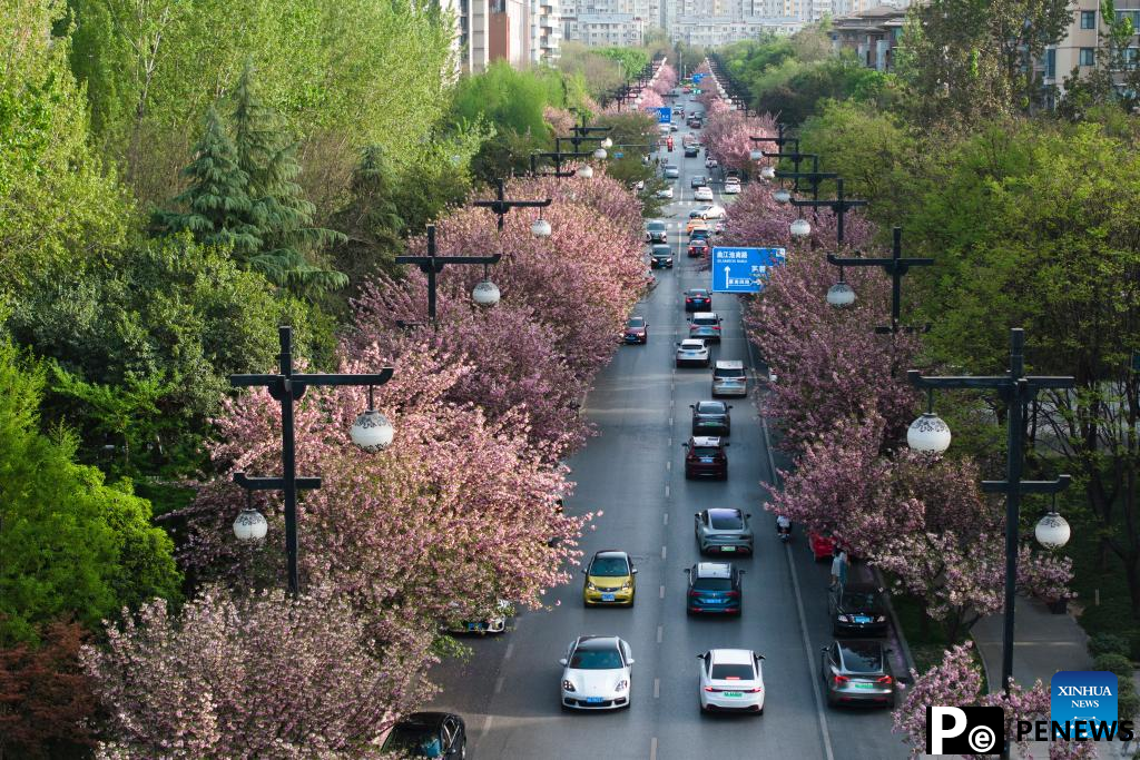 People enjoy spring blossoms in Xi