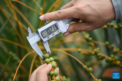 Date palms in Coconut Research Institute begin to bear young fruits in China's Hainan
