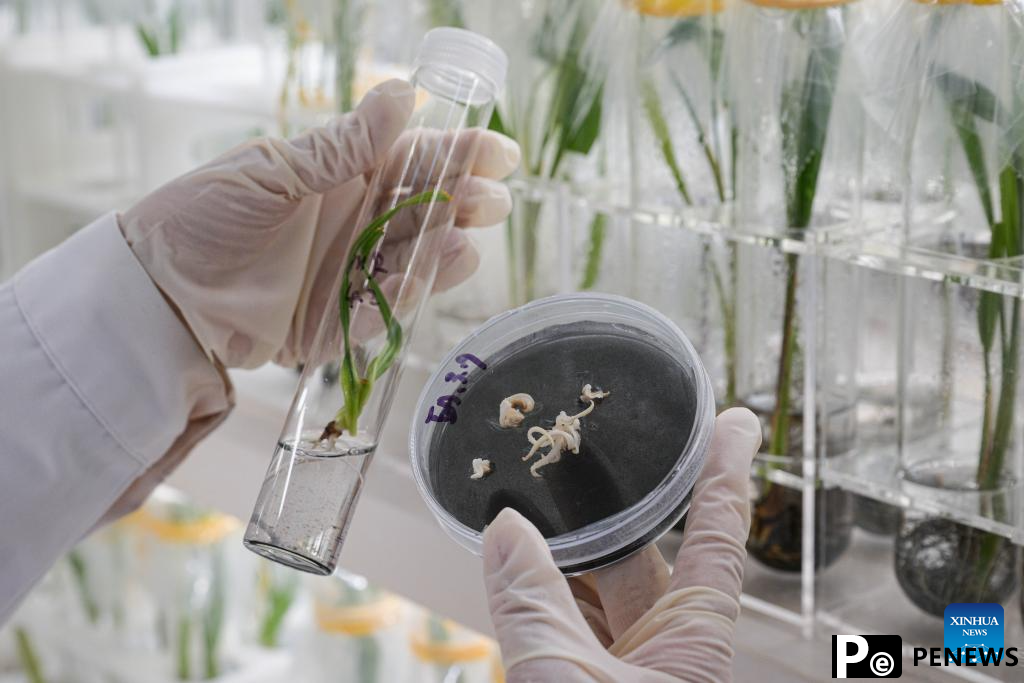 Date palms in Coconut Research Institute begin to bear young fruits in China