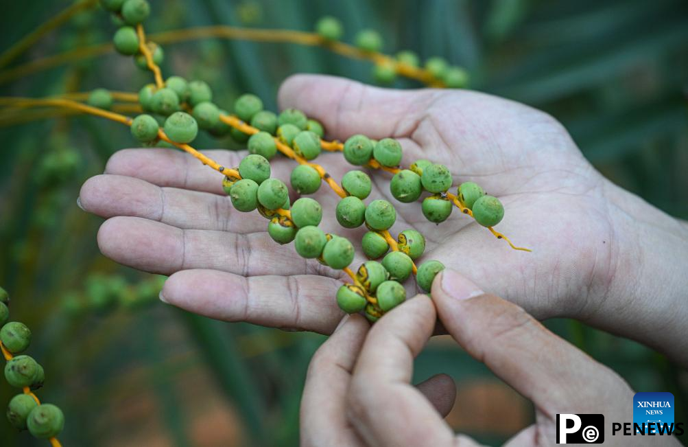 Date palms in Coconut Research Institute begin to bear young fruits in China