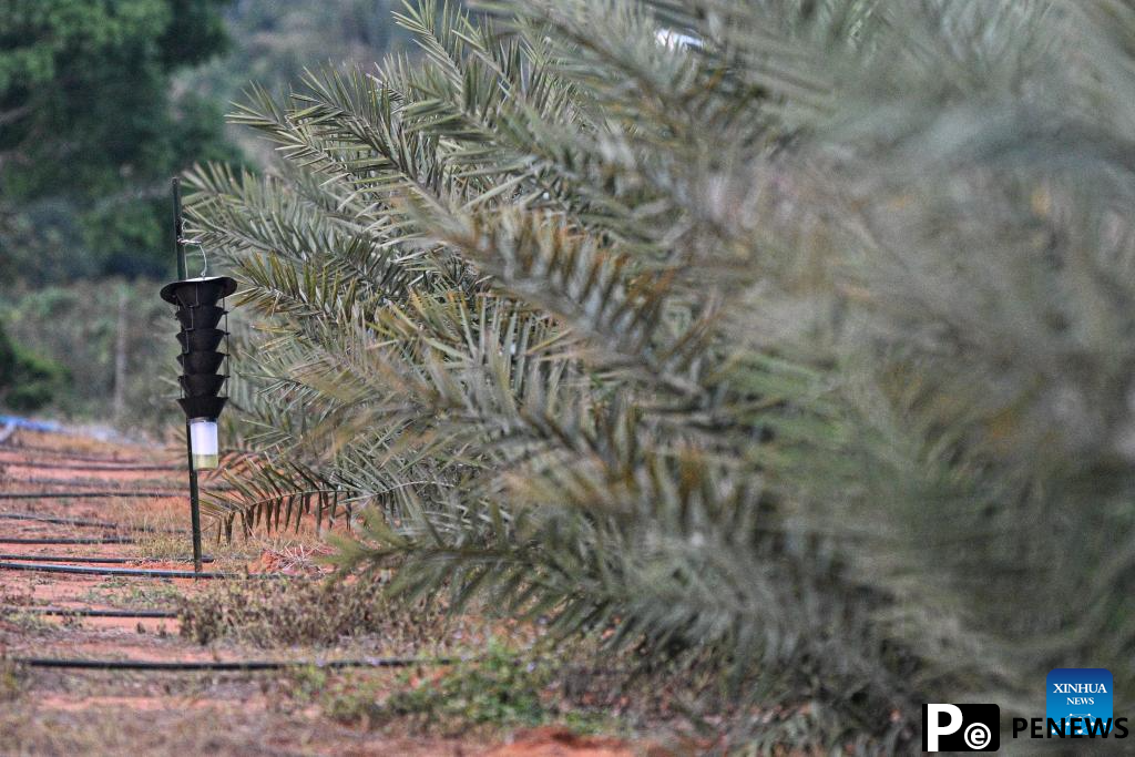 Date palms in Coconut Research Institute begin to bear young fruits in China