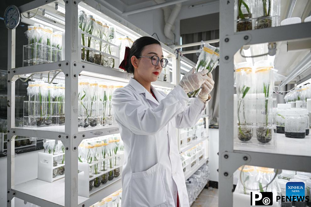 Date palms in Coconut Research Institute begin to bear young fruits in China