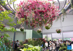 9th edition of Int'l Symposium on Rose Research and Cultivation kicks off in Beijing