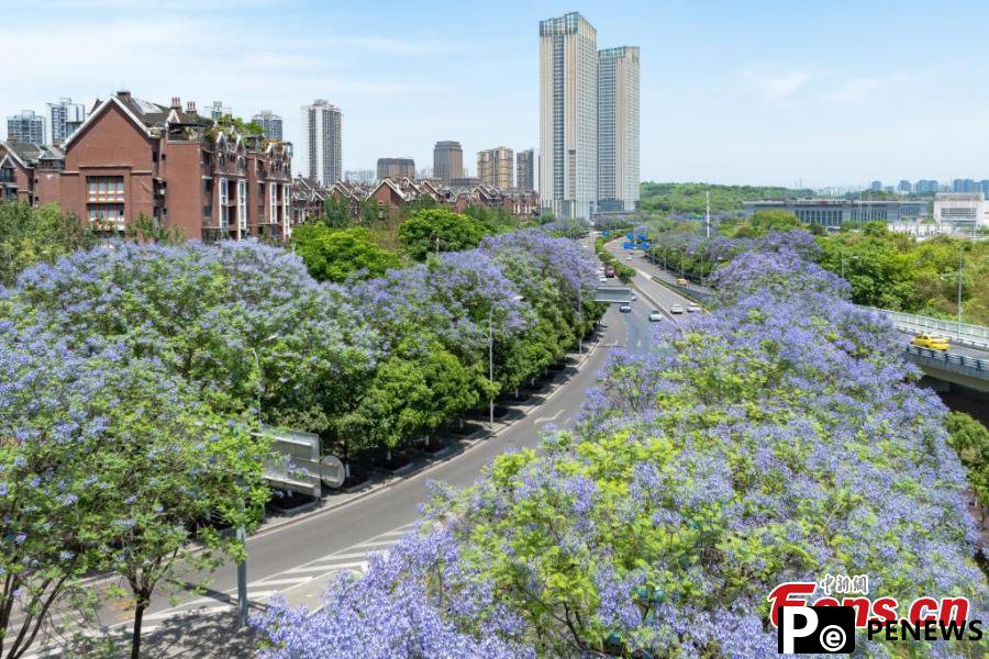 Jacaranda blossoms paint Chongqing in purple