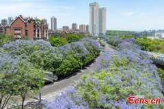 Jacaranda blossoms paint Chongqing in purple