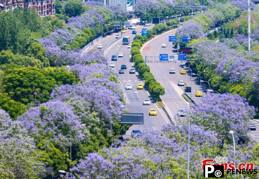 Jacaranda blossoms paint Chongqing in purple