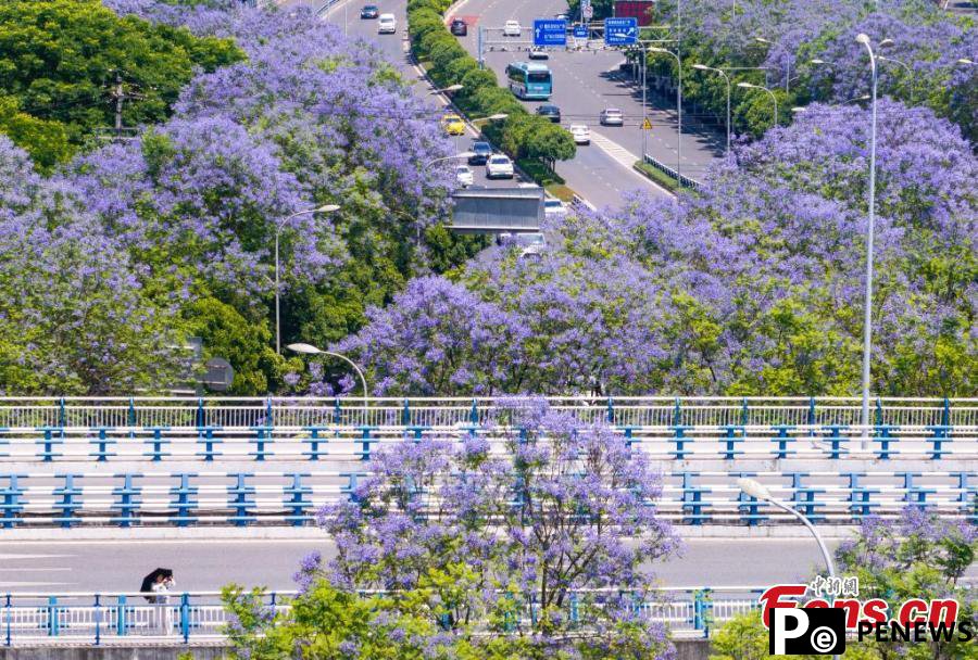 Jacaranda blossoms paint Chongqing in purple