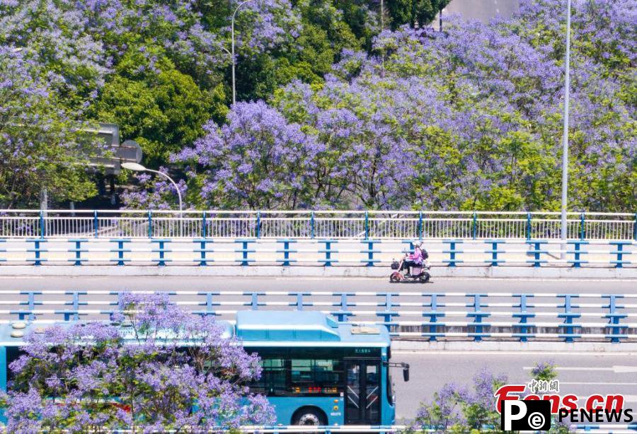 Jacaranda blossoms paint Chongqing in purple