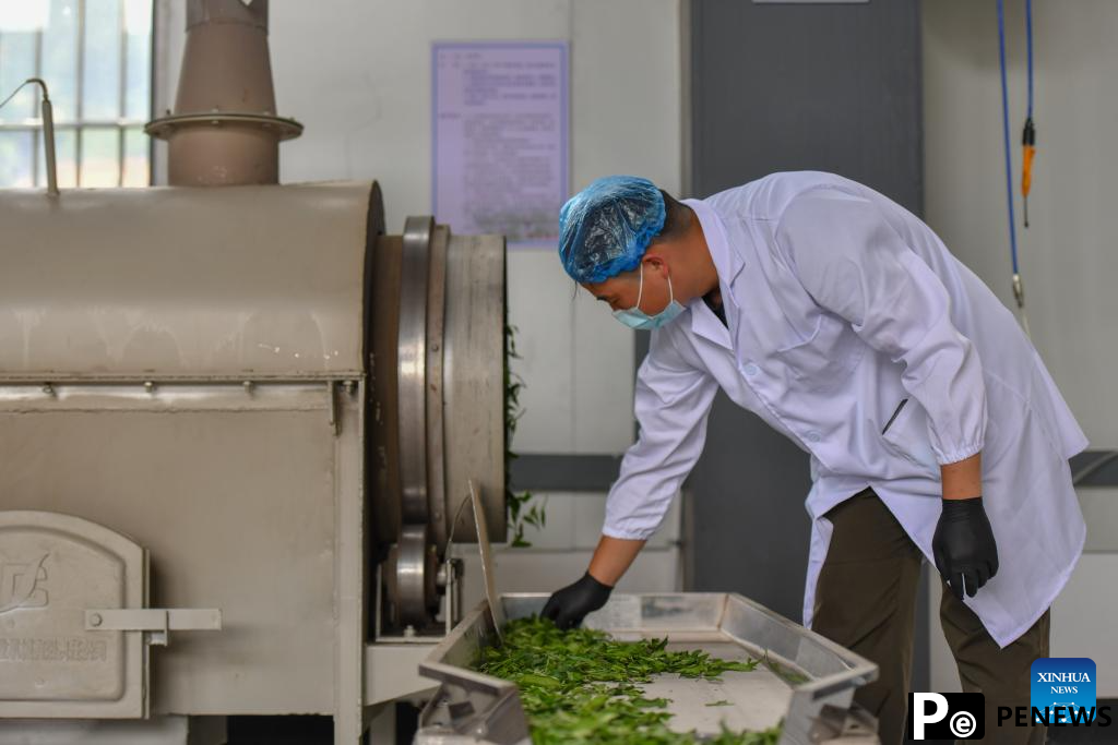 Tea industry becomes important pillar industry in Malipo County, China