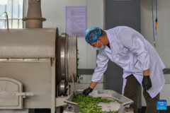 Tea industry becomes important pillar industry in Malipo County, China's Yunnan