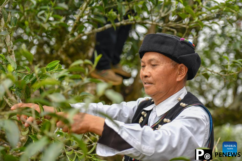 Tea industry becomes important pillar industry in Malipo County, China