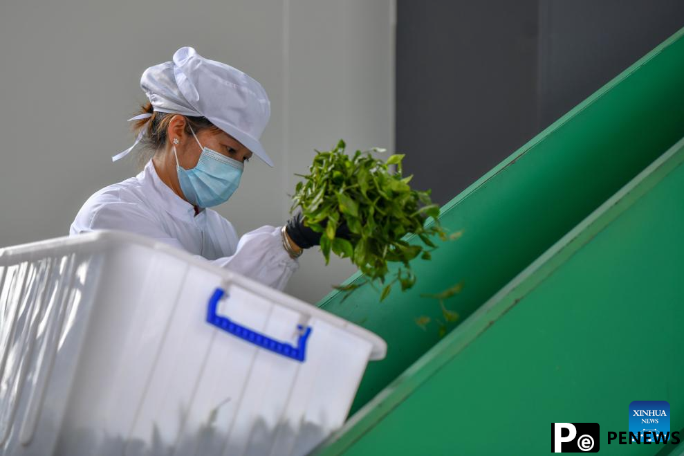 Tea industry becomes important pillar industry in Malipo County, China