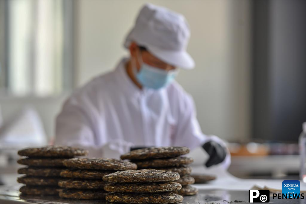 Tea industry becomes important pillar industry in Malipo County, China