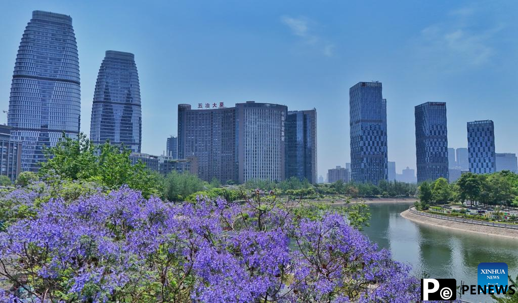 Jacaranda trees in China