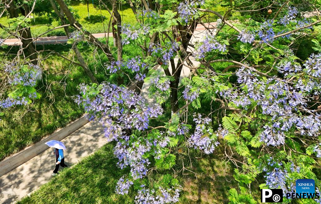 Jacaranda trees in China