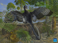American research team reveals new details about world's ＂original bird＂