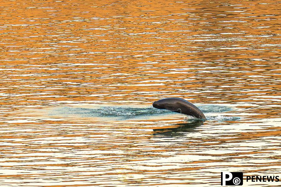 year history of Yangtze finless porpoise