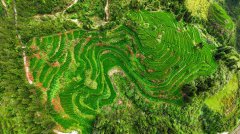 China's matcha industry fattens wallet, revives culture
