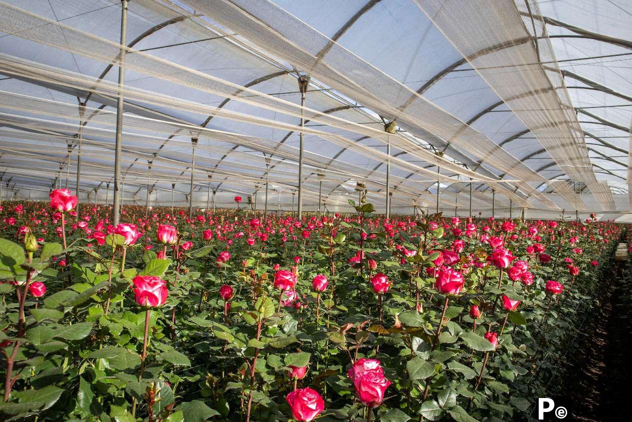 Free trade agreement spurs booming rose trade between China, Ecuador