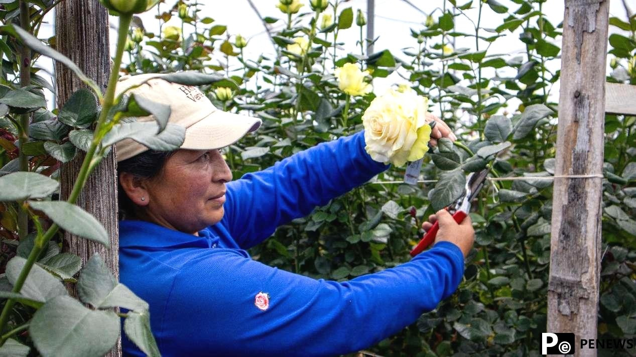 Free trade agreement spurs booming rose trade between China, Ecuador