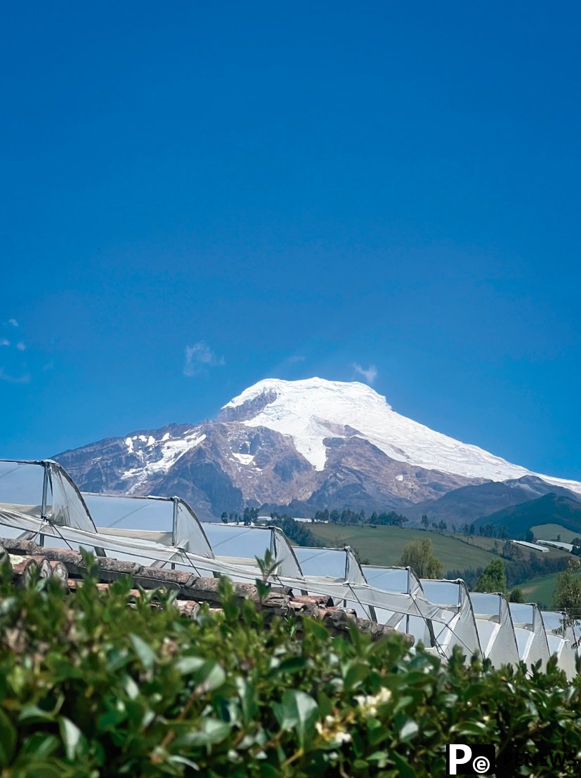 Free trade agreement spurs booming rose trade between China, Ecuador