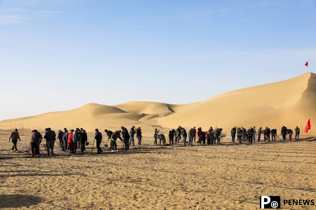 100,000 roses come into bloom in Taklimakan Desert