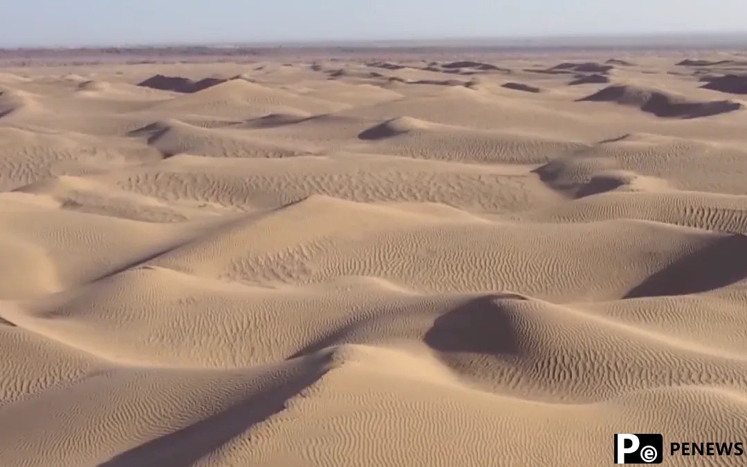 100,000 roses come into bloom in Taklimakan Desert