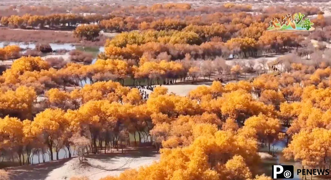 100,000 roses come into bloom in Taklimakan Desert