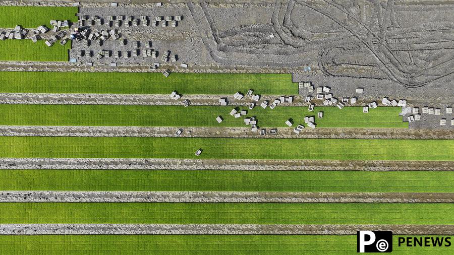 Scientists unveil how rice adapts to cold, supports 200
