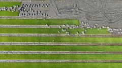 Scientists unveil how rice adapts to cold, supports 200