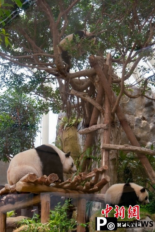Hong Kong-born giant panda twins named Jia Jia, De De