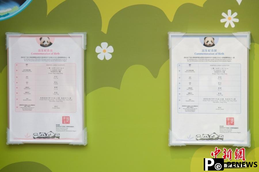 Hong Kong-born giant panda twins named Jia Jia, De De