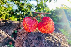 Haikou's volcanic lychees drive record sales, global demand