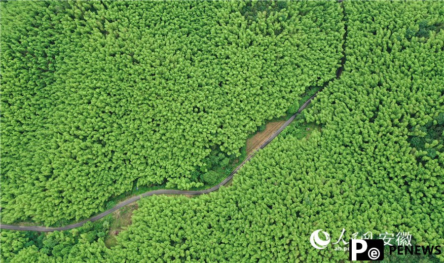 Chinese town taps bamboo to fuel eco