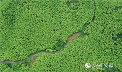 Chinese town taps bamboo to fuel eco