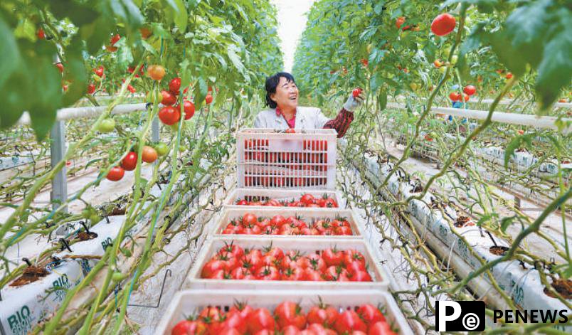 Xinjiang embraces innovation to modernize agriculture